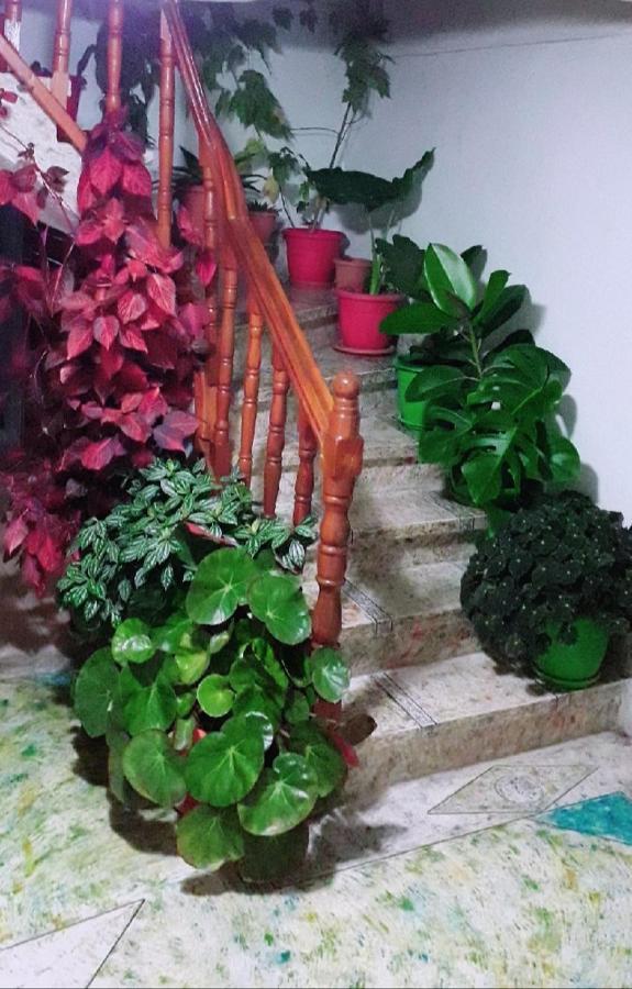 Sokolli Guest House ジロカストラ エクステリア 写真
